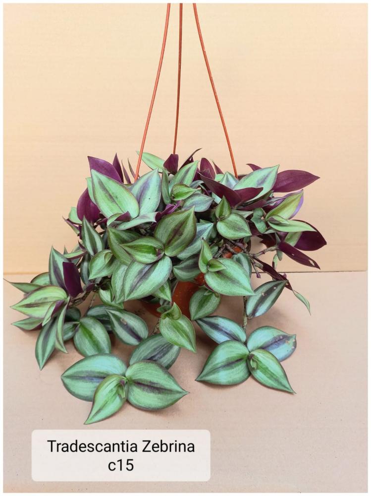 Tradescantia zebrina