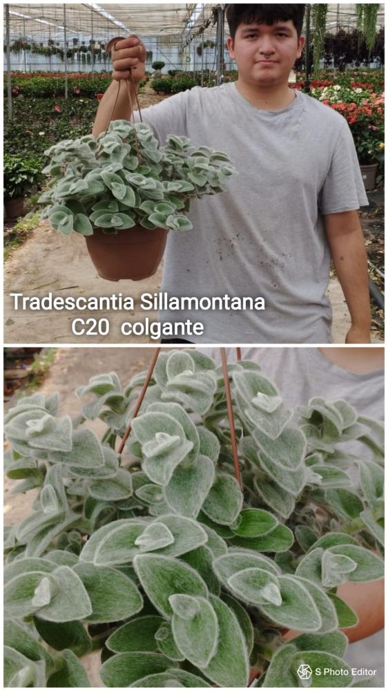 Tradescantia sillamontana