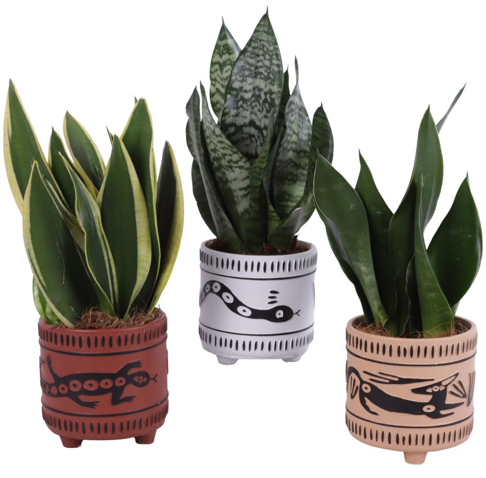 sansevieria