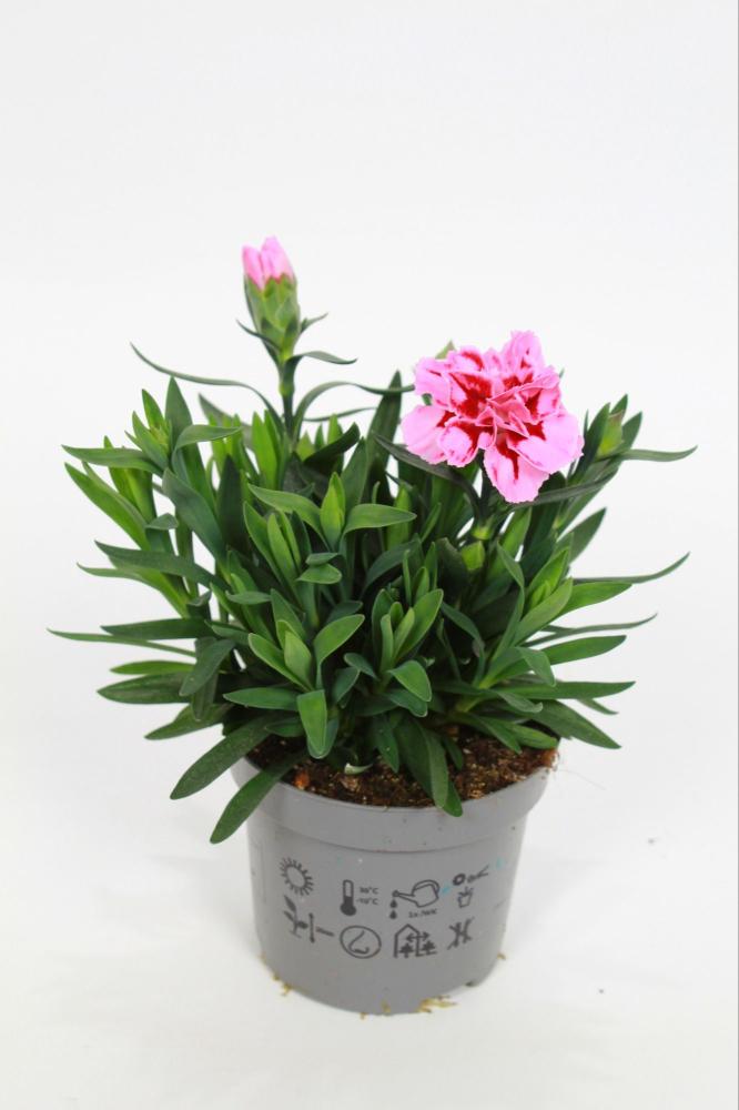 dianthus