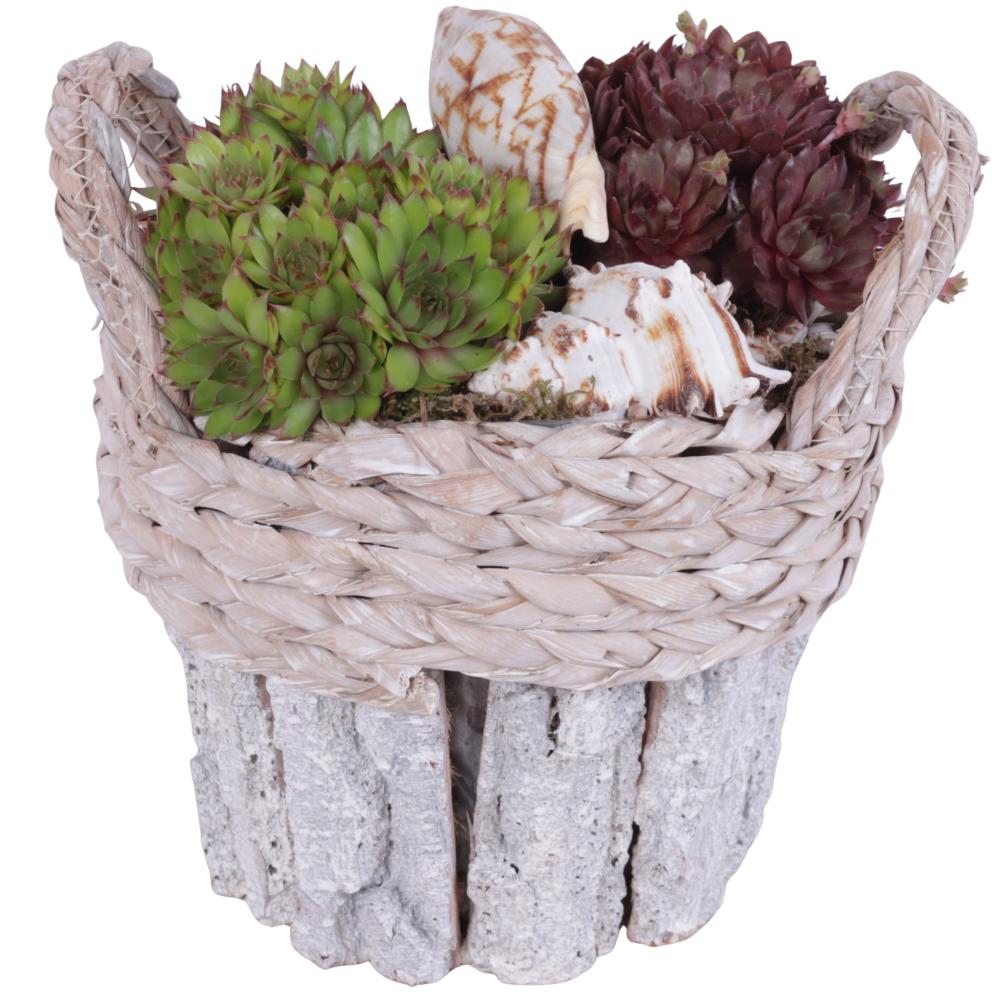 sempervivum