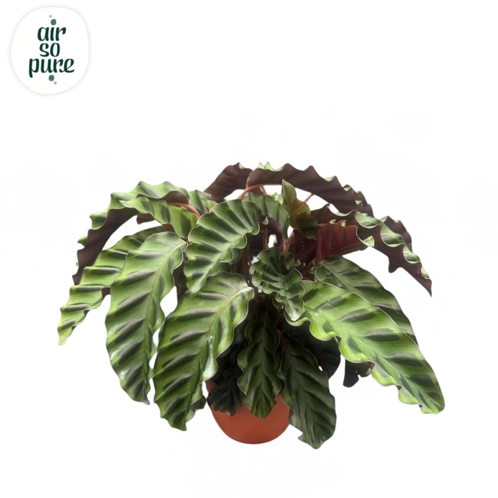 Calathea