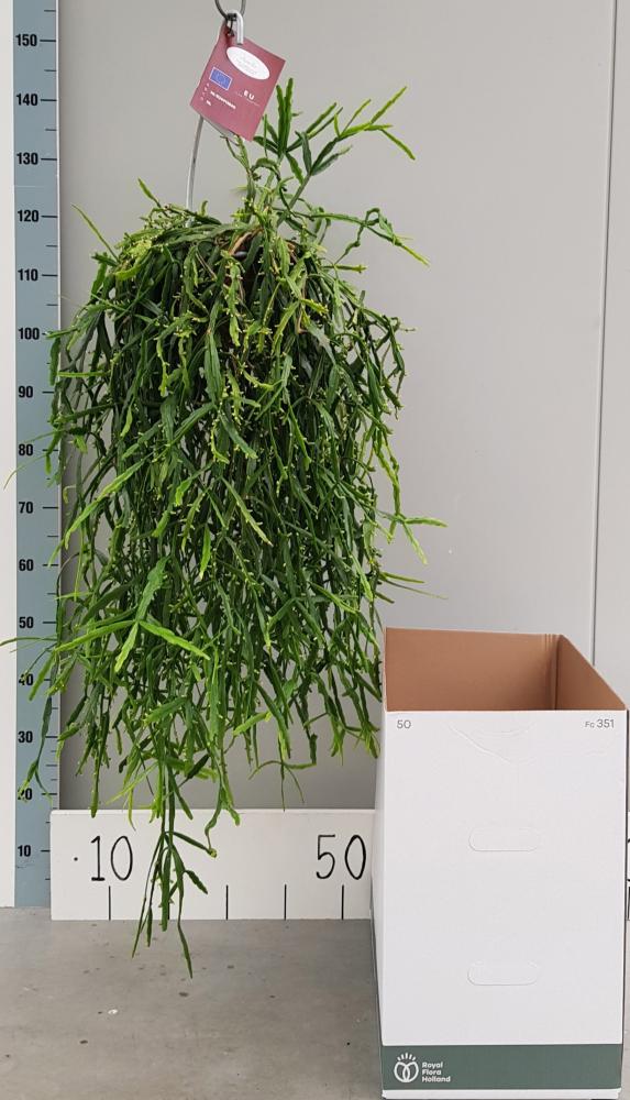 Rhipsalis