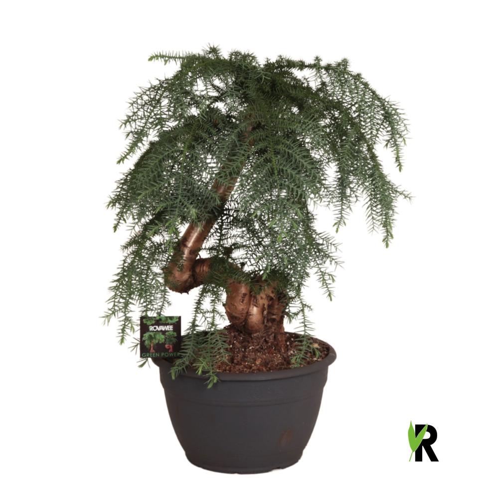 Araucaria