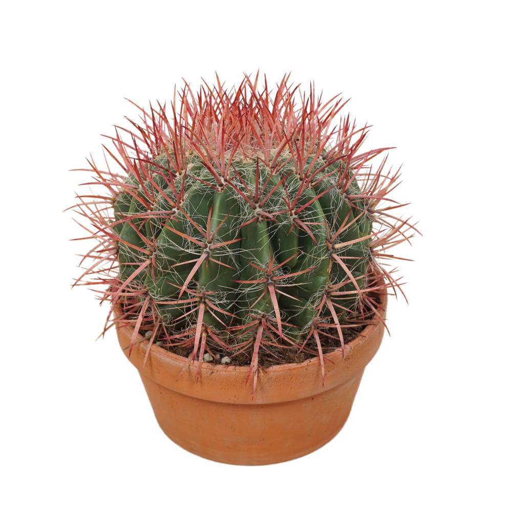 Ferocactus