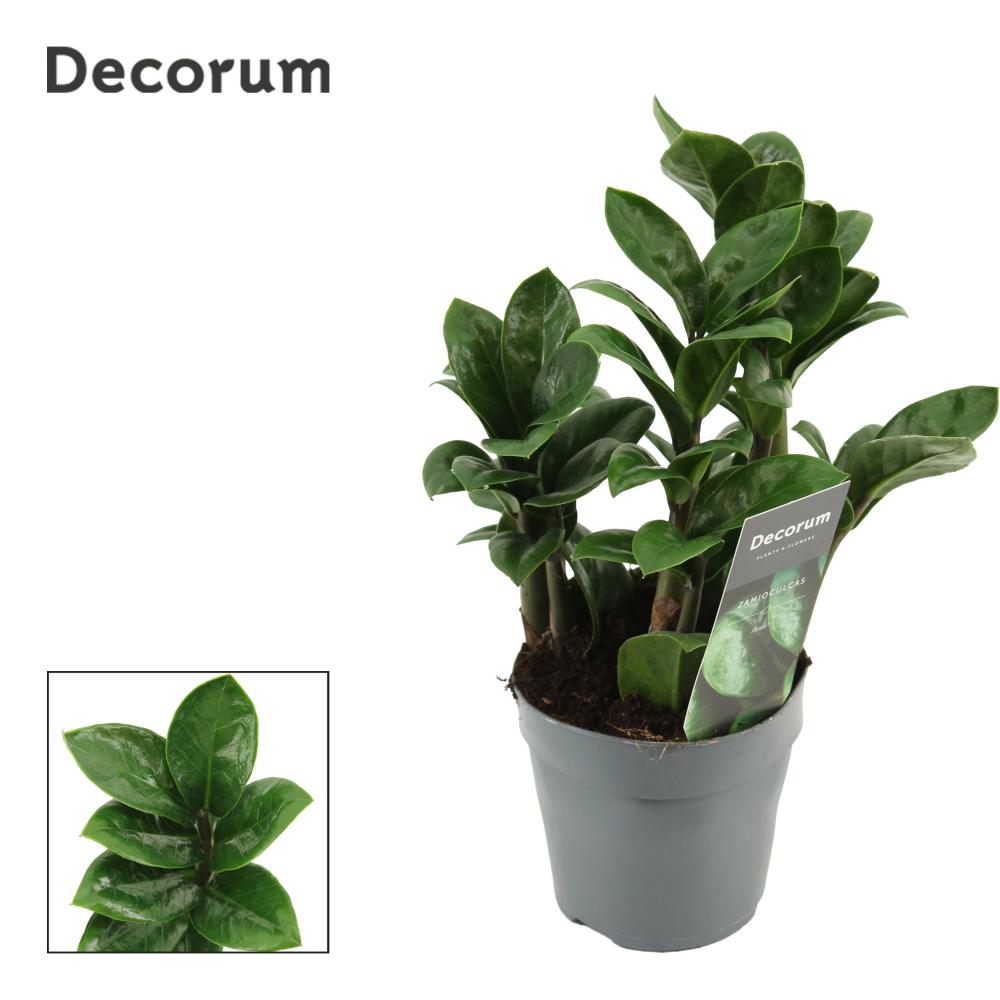 Zamioculcas