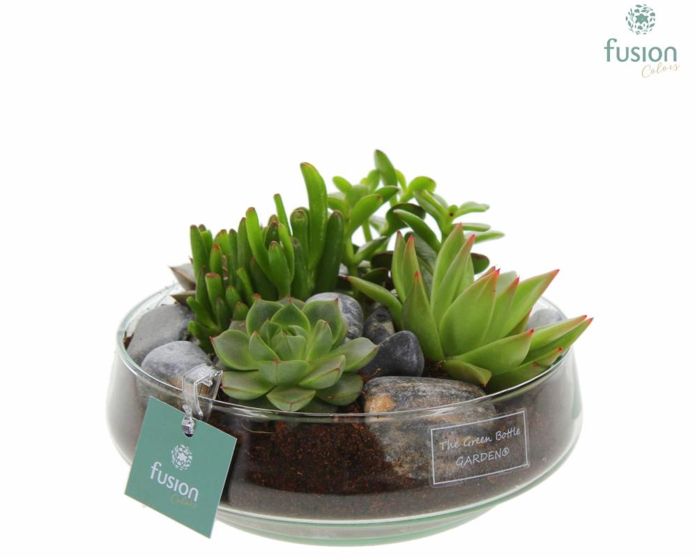 succulentes