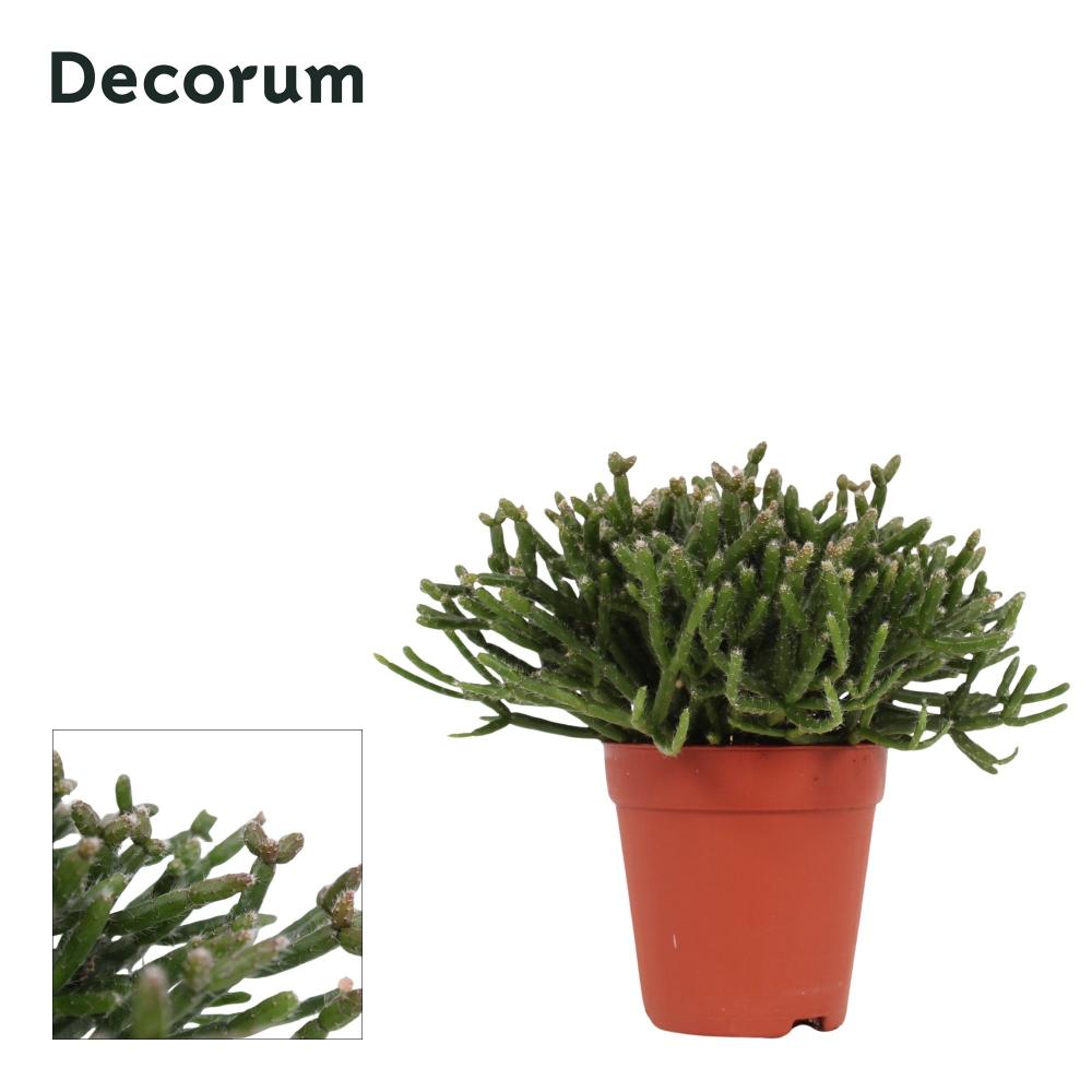 rhipsalis