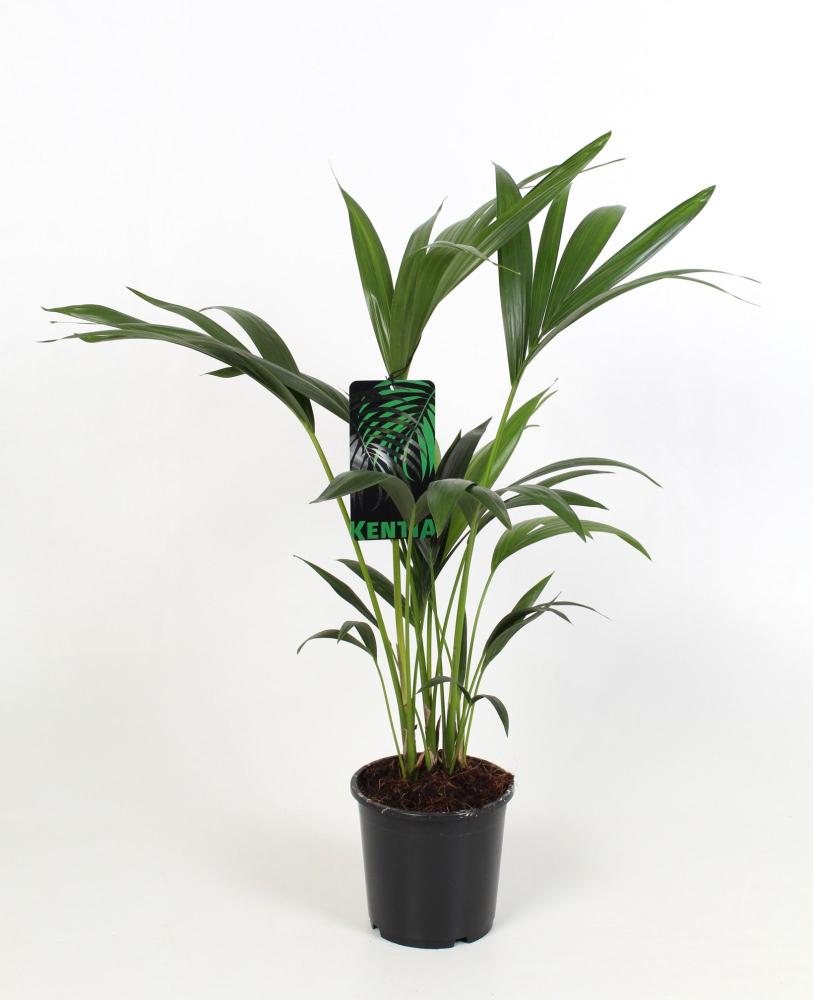 Howea-kentia