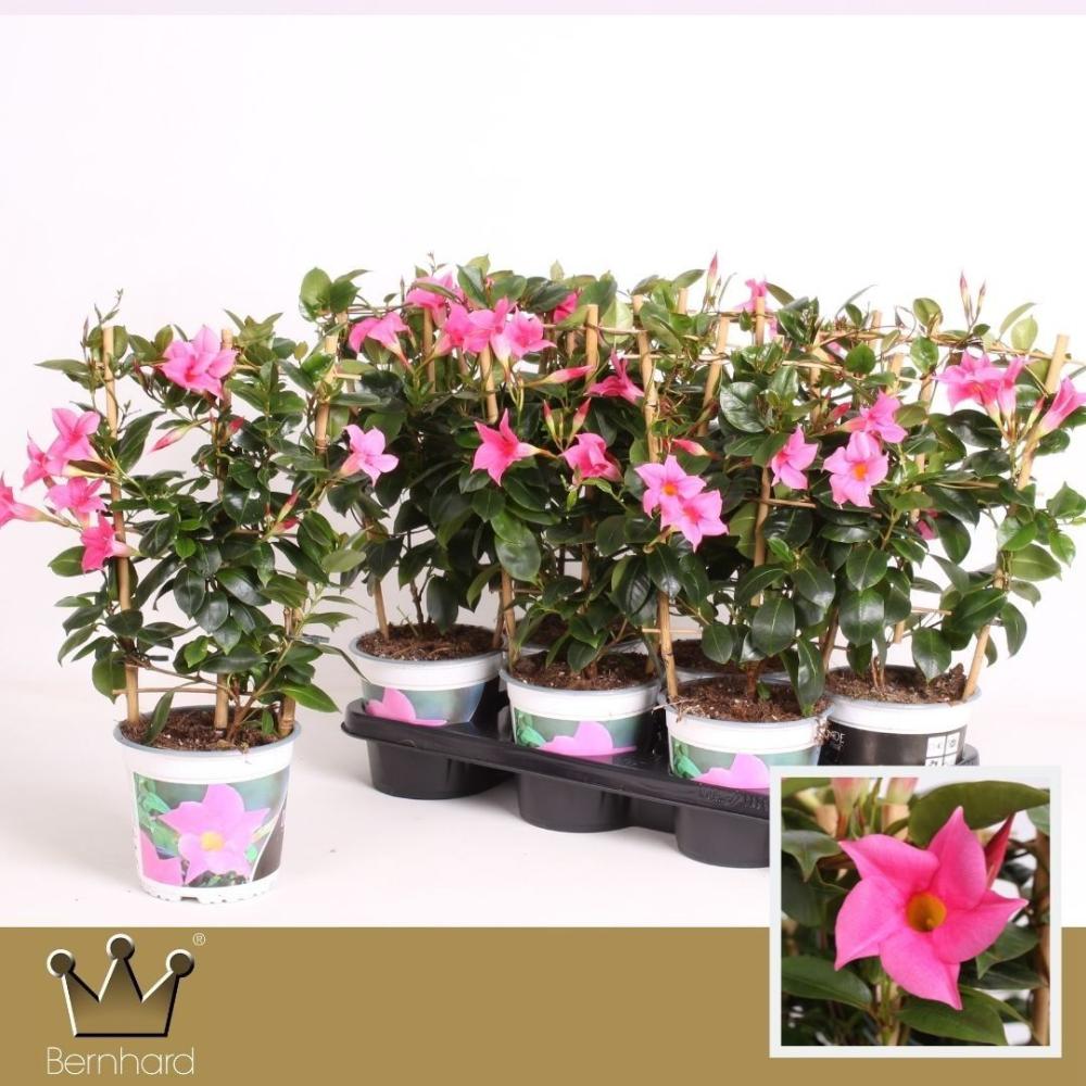 Mandevilla-dipladenia