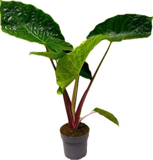 Alocasia