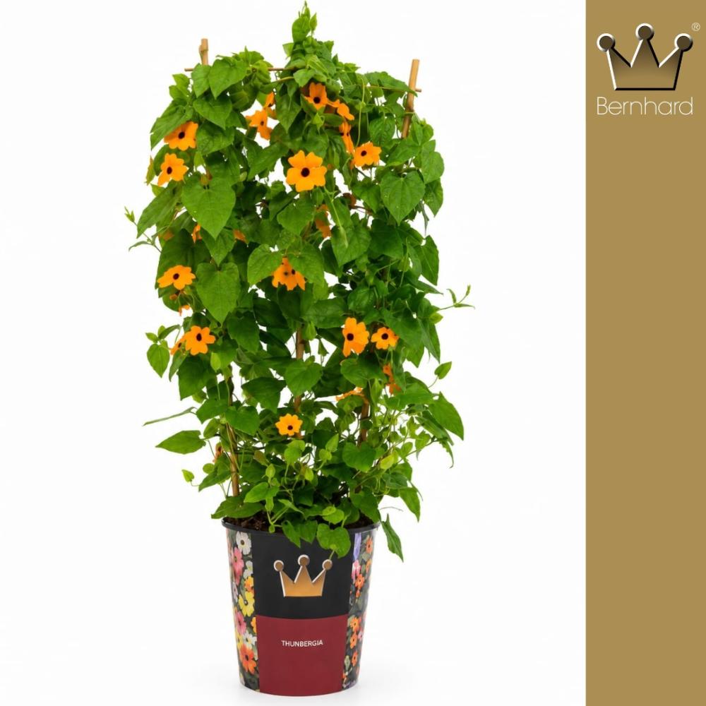 Thunbergia