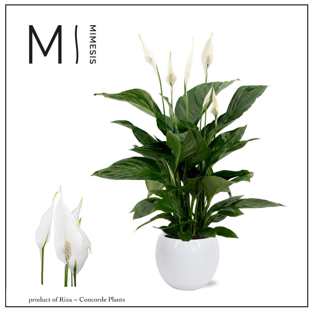 Spathiphyllum