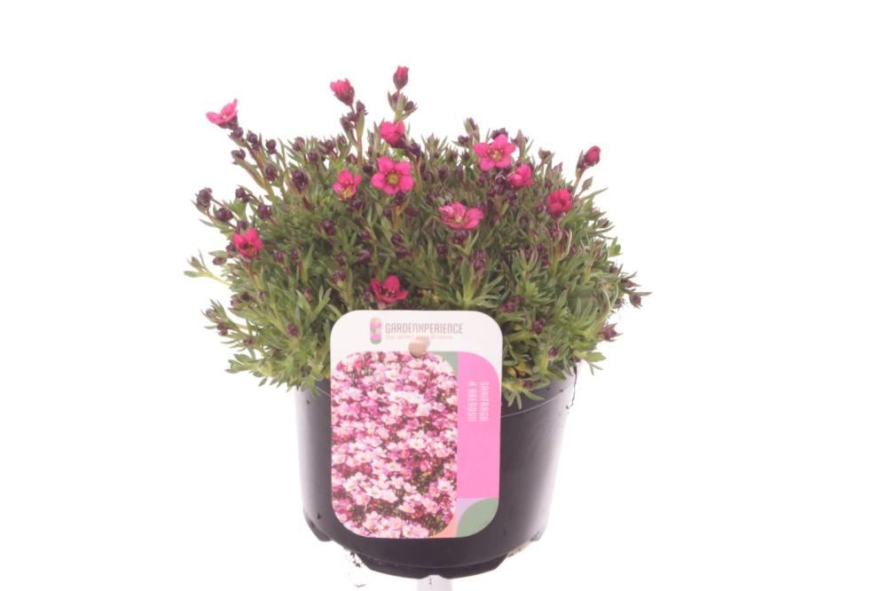 Saxifraga
