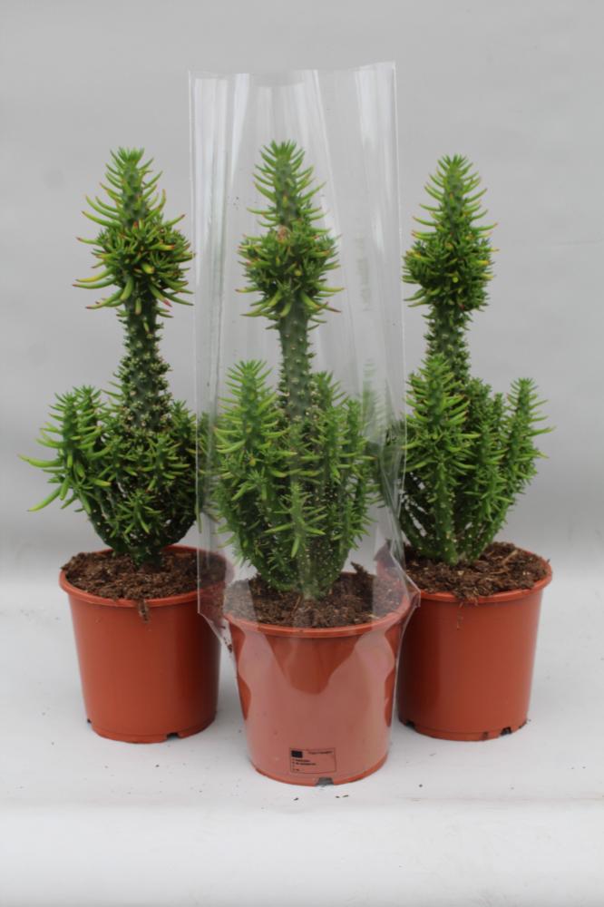 Austrocylindropuntia