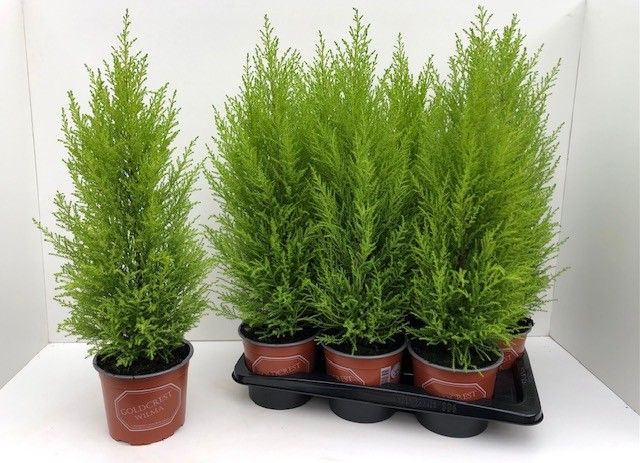 Cupressus