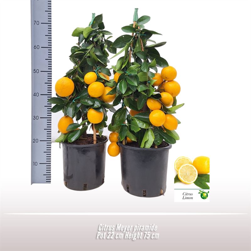 Citrus