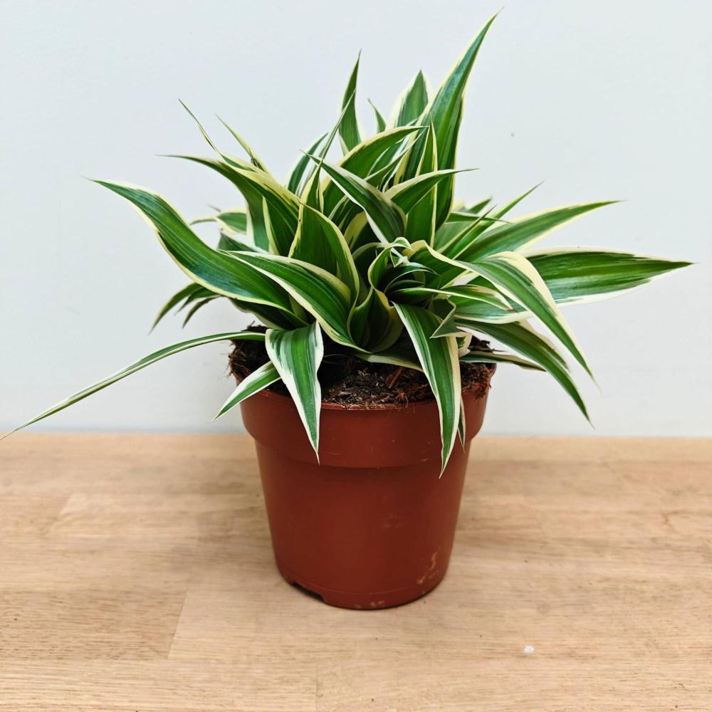 Chlorophytum