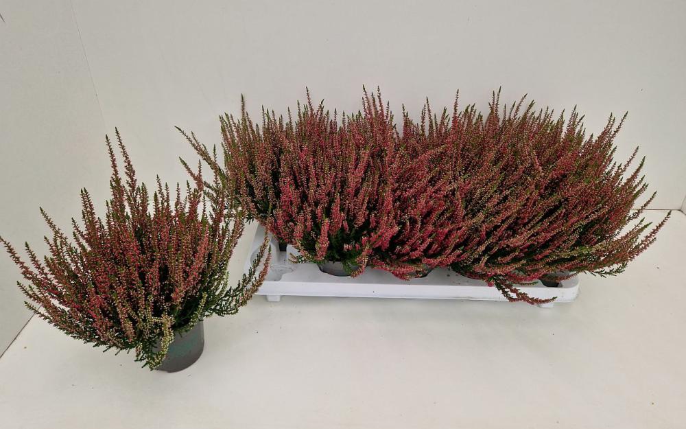 Calluna