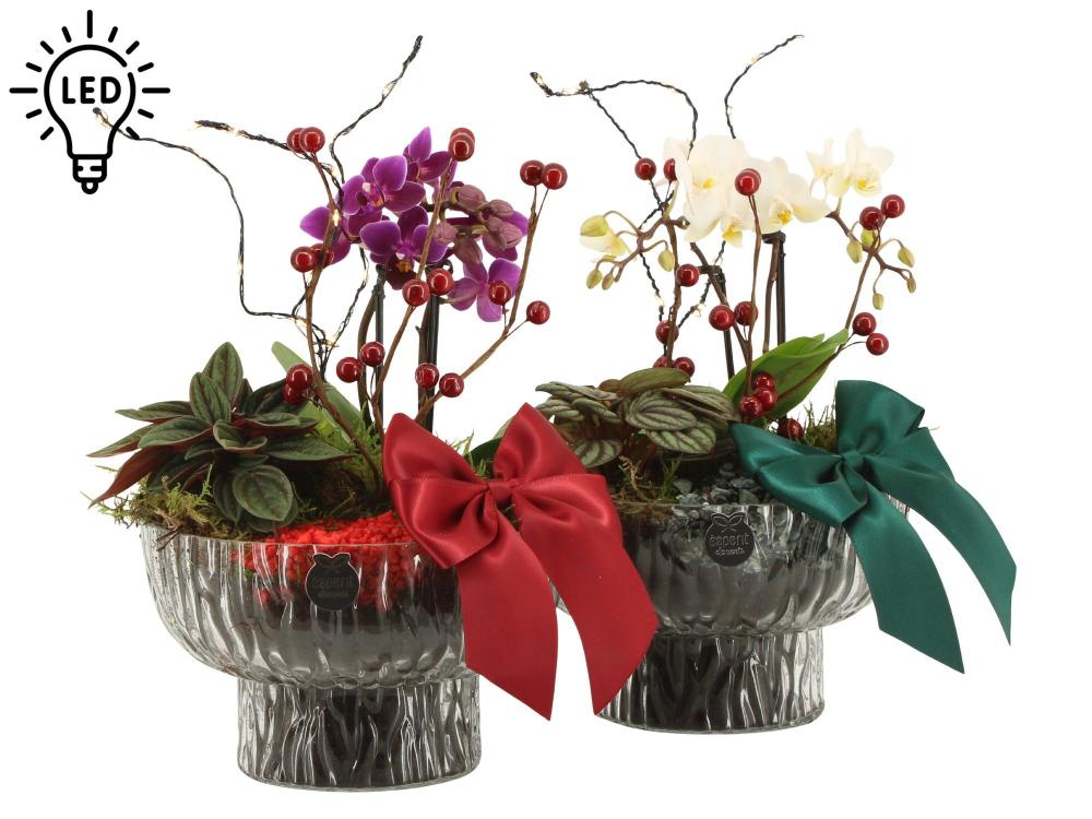 Compo-arrangements Noël