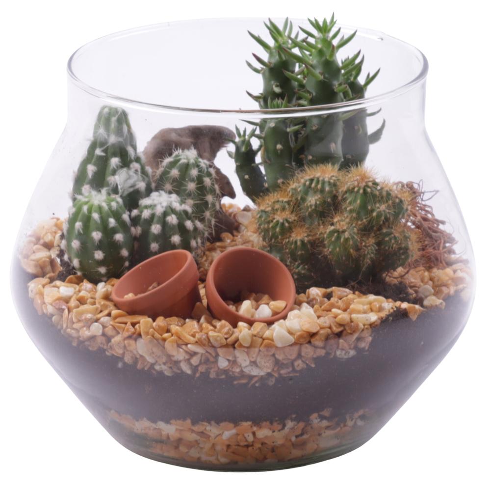 Cactus