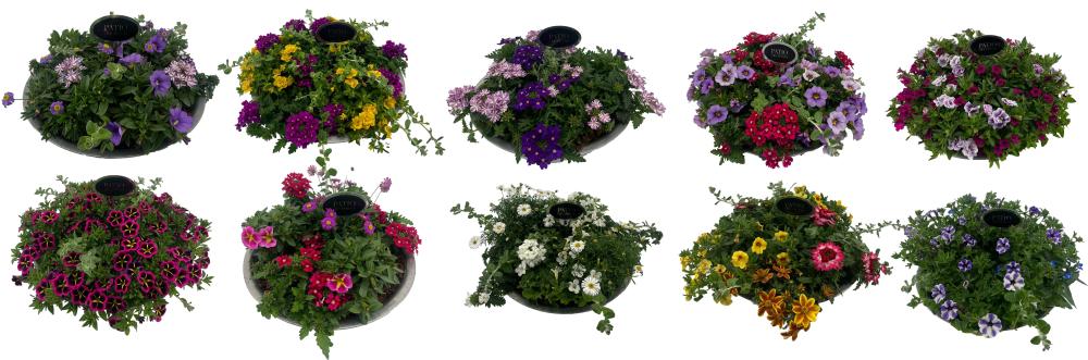 plantes mix