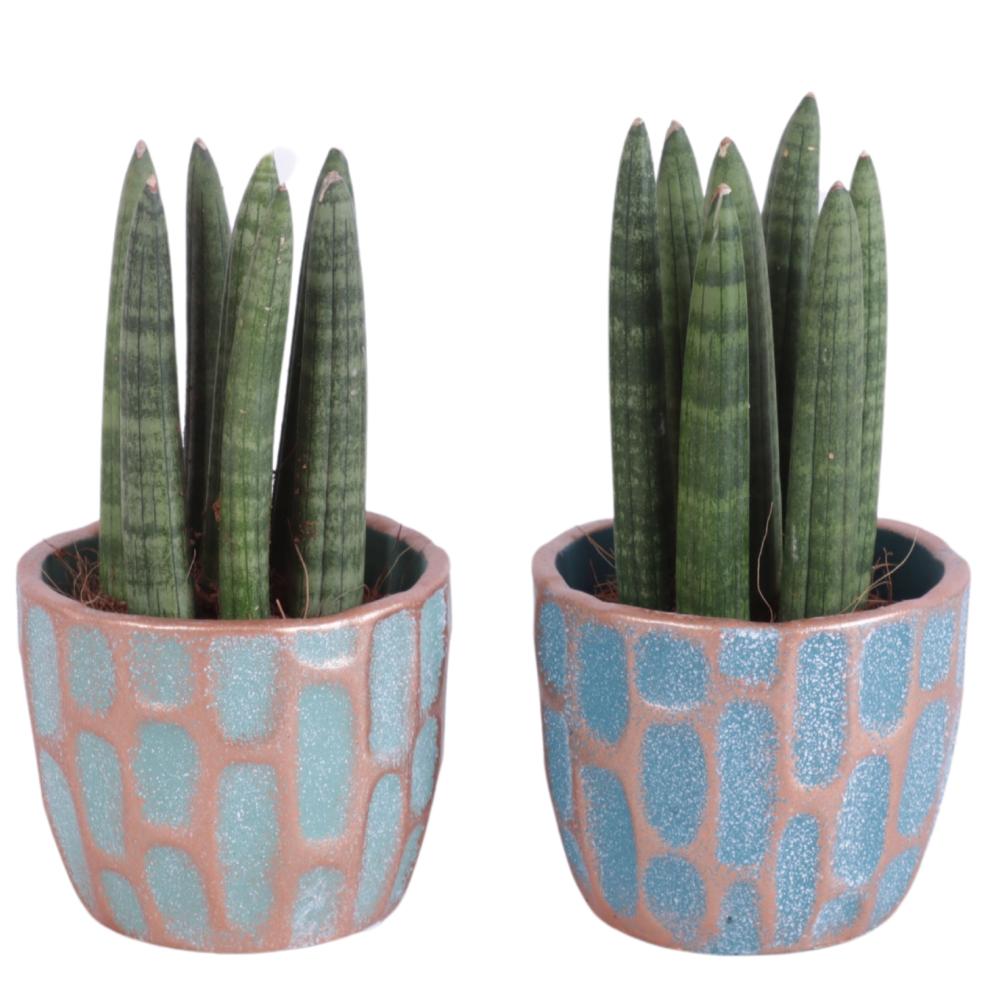 sansevieria