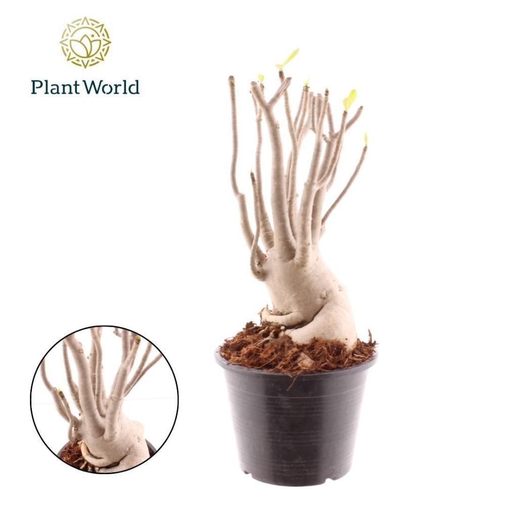 Adenium