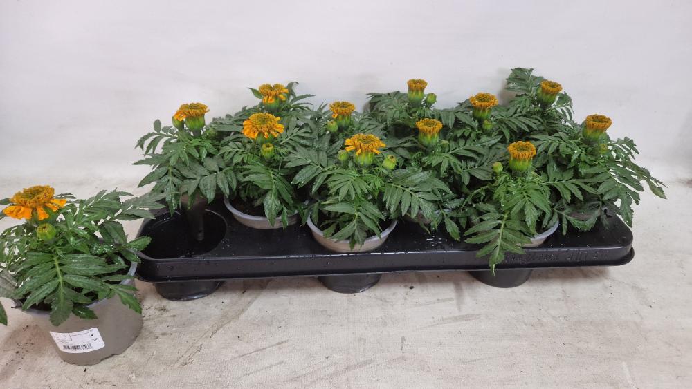 Tagetes - Rose d'Inde