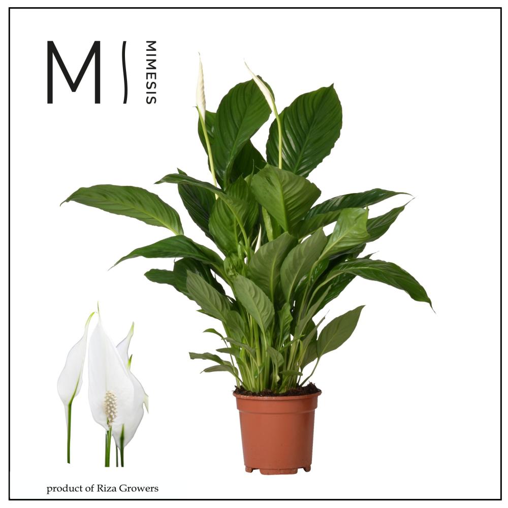 Spathiphyllum