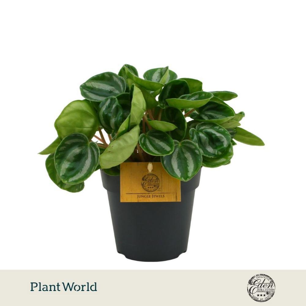 Peperomia