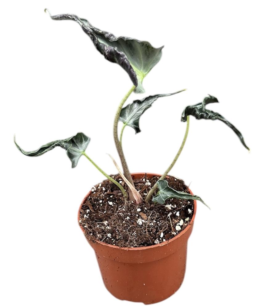 Alocasia