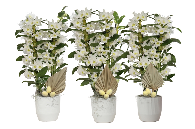 Dendrobium