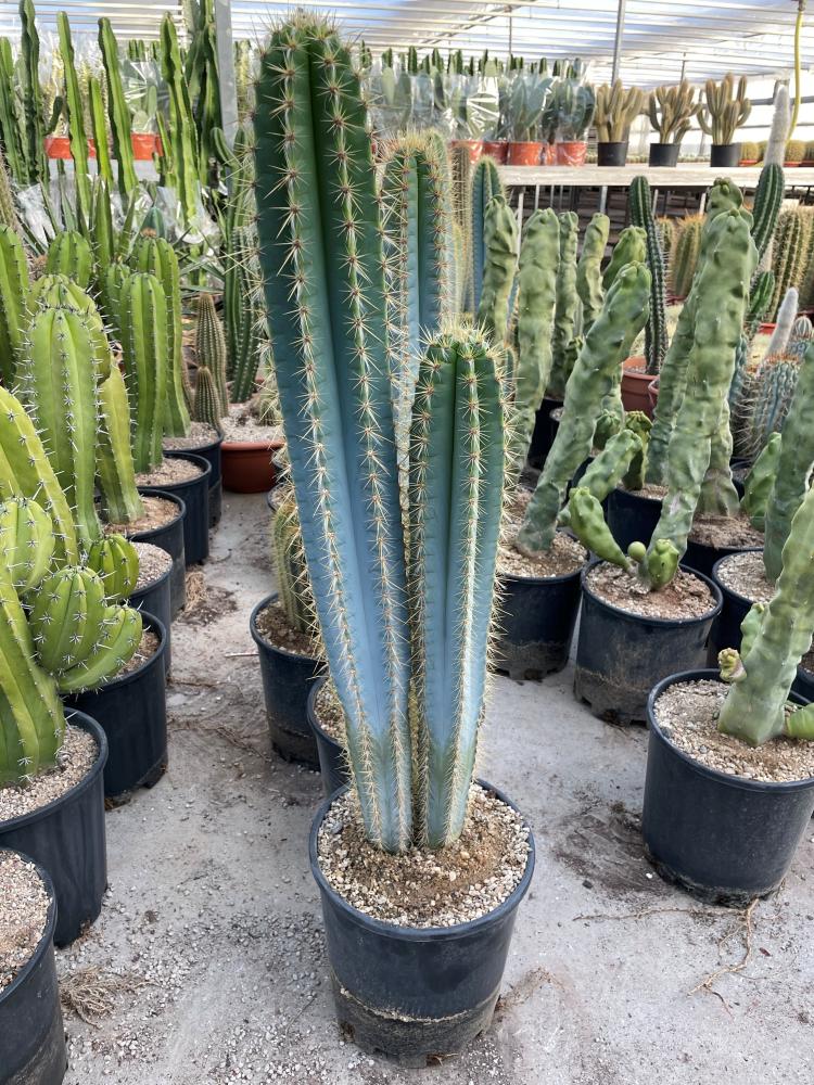 Pilosocereus