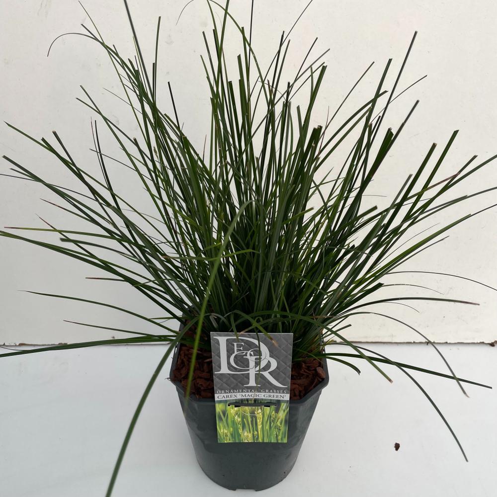 carex