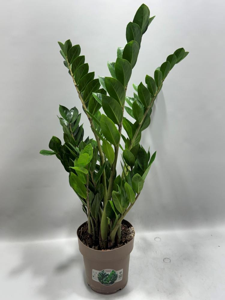 Zamioculcas
