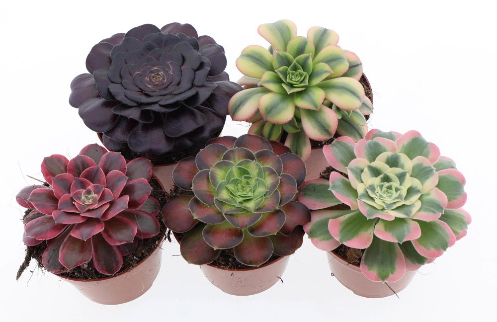 Aeonium