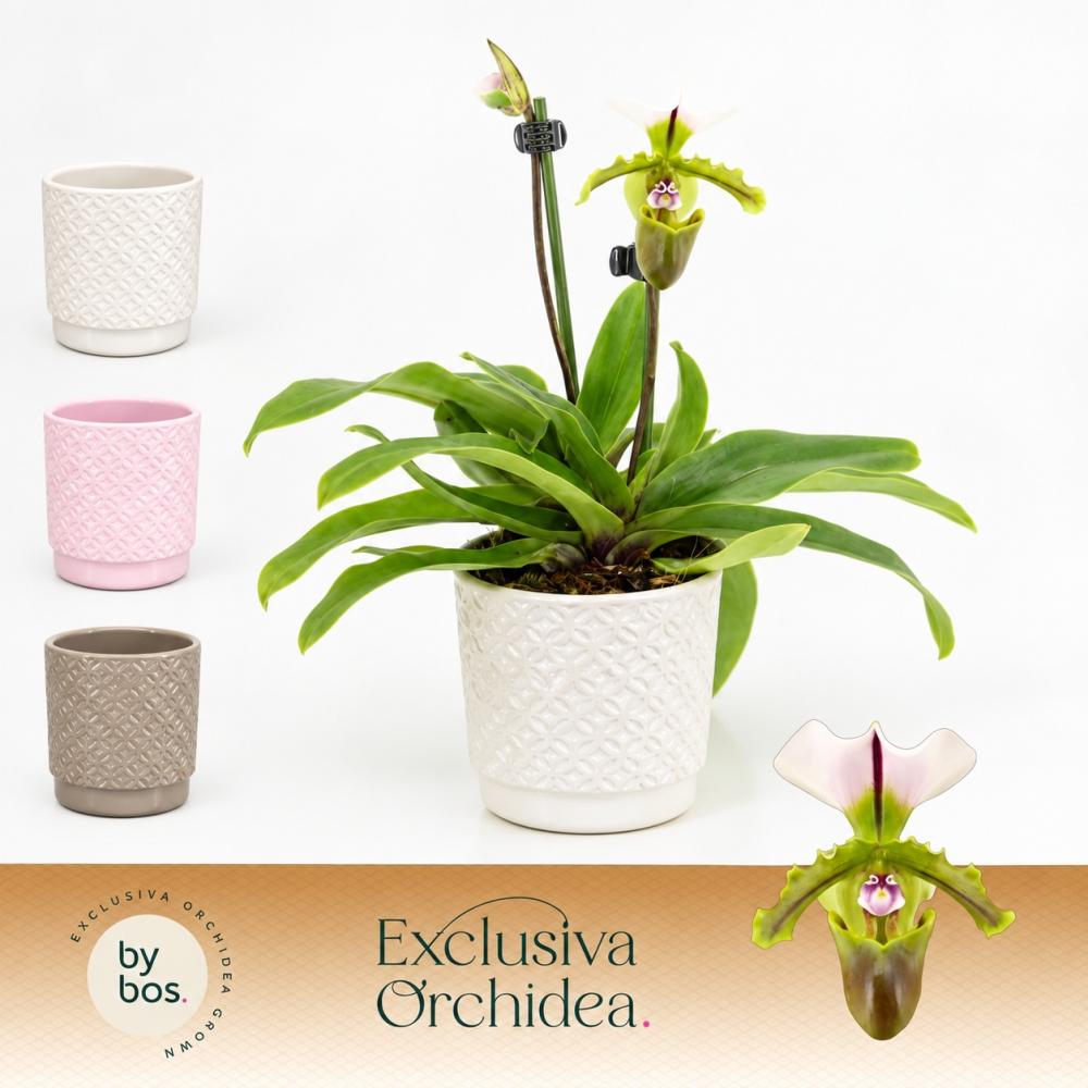 Paphiopedilum