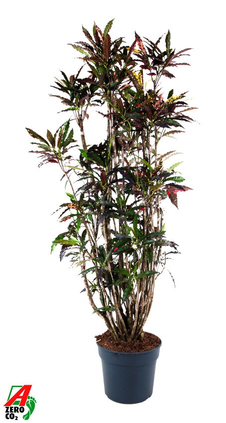 Croton