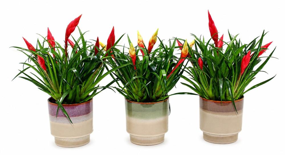 Vriesea