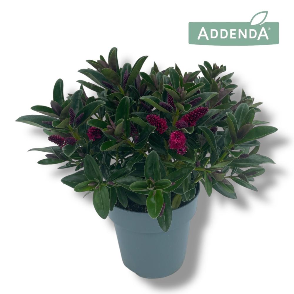 Hebe-Veronica