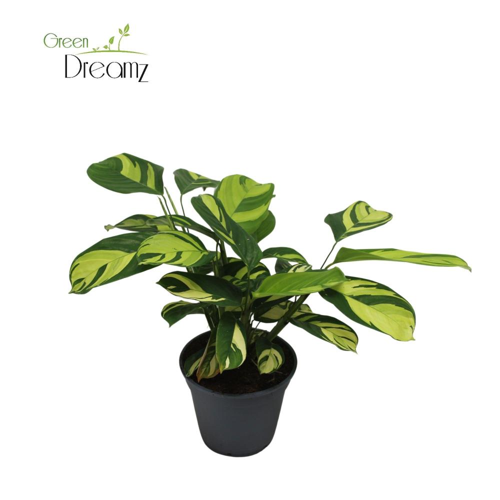 Ctenanthe