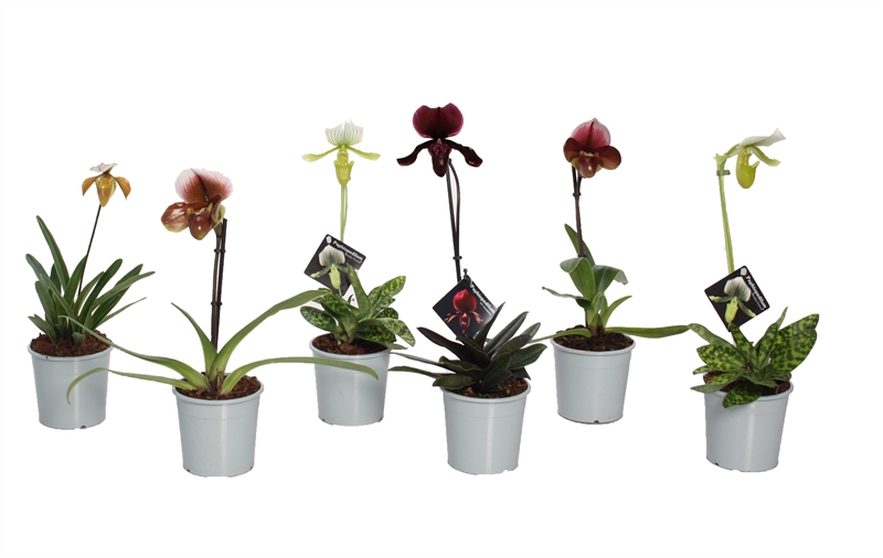 Paphiopedilum
