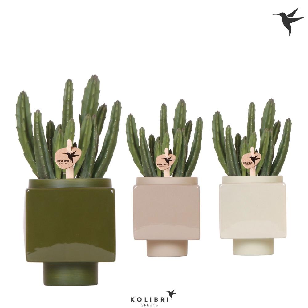 Stapelia