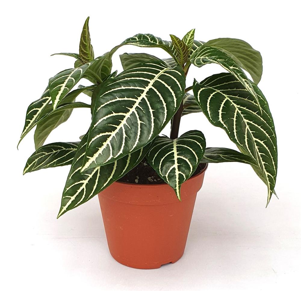 Aphelandra