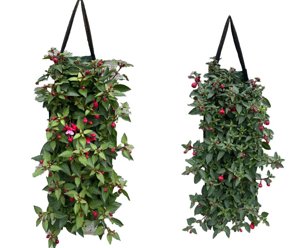 Plantes à massifs - sac