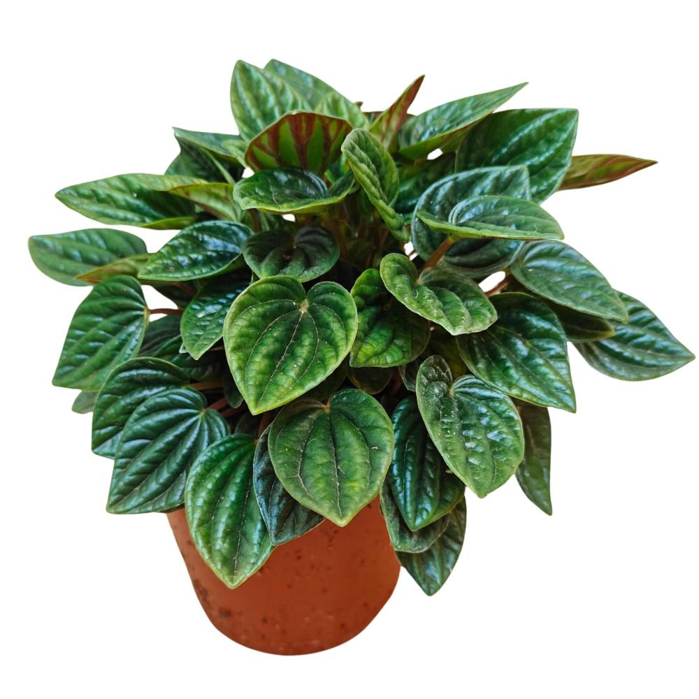 Peperomia