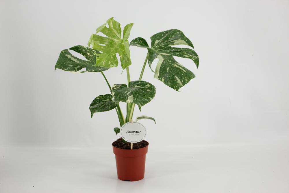 Monstera