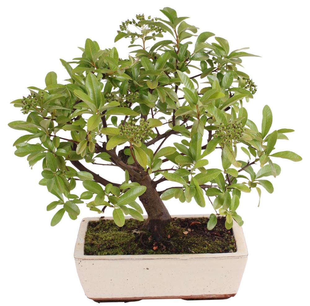 bonsai