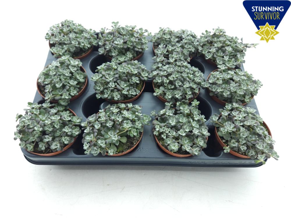 Sedum